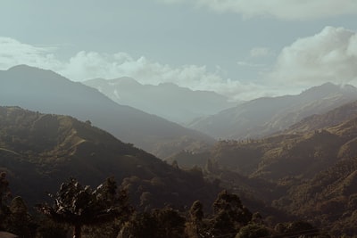 白天山上的绿树